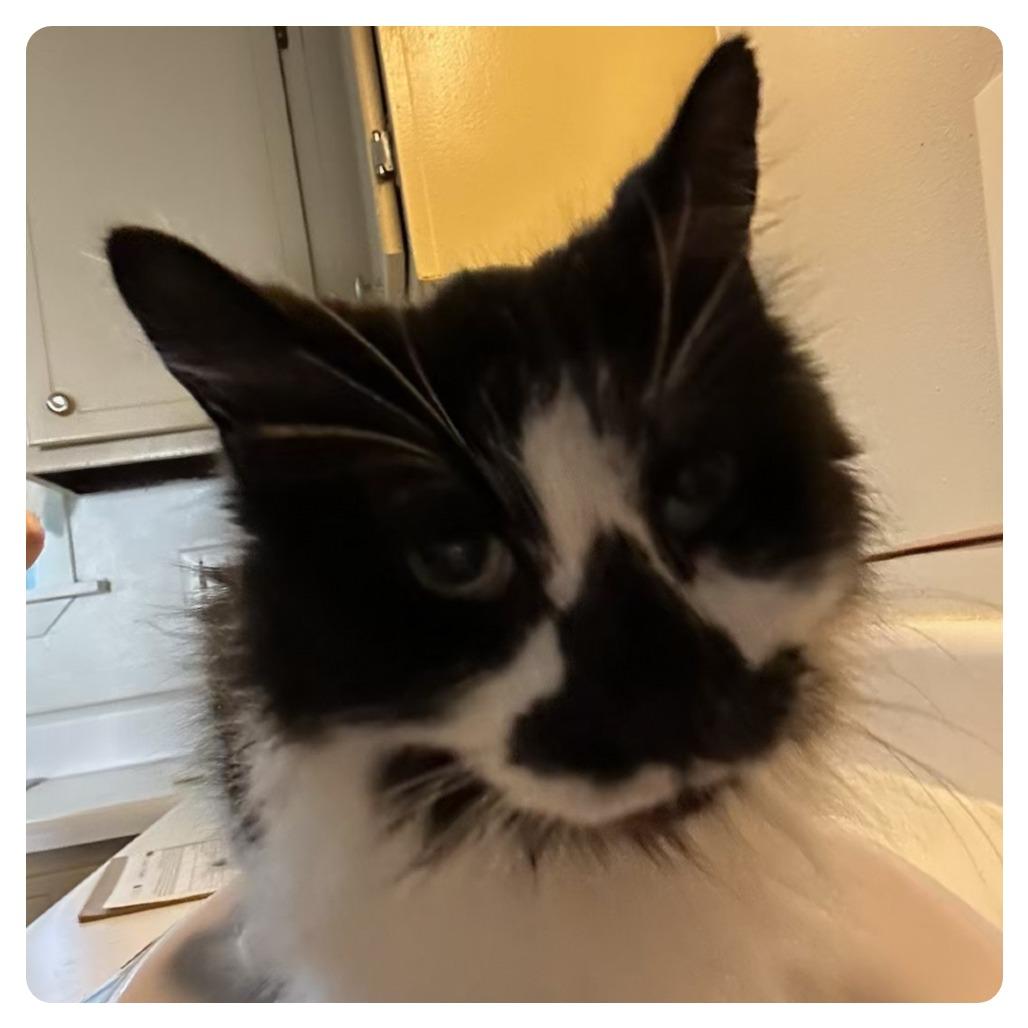 Emo, a Adoptable Domestic Long Hair in Wiggins, MS image 2/3