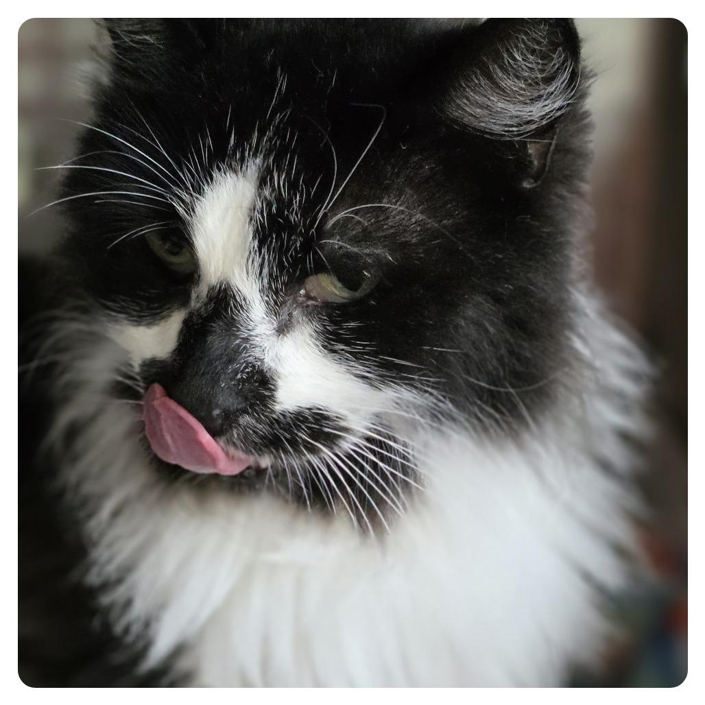 Emo, a Adoptable Domestic Long Hair in Wiggins, MS image 3/3