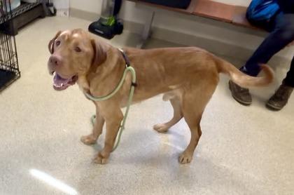 Biscuits — thumbnail 2