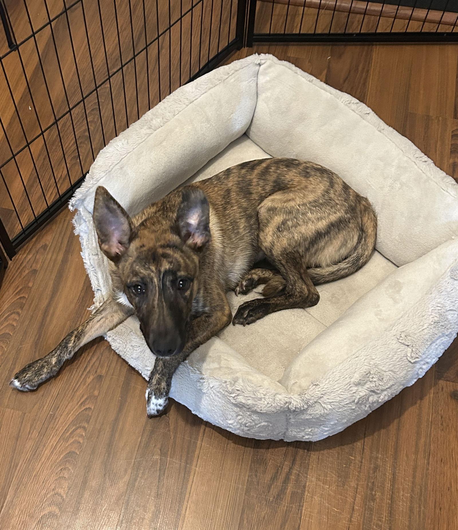 Julius, Adoptable, Young Male Shepherd & American Bulldog.