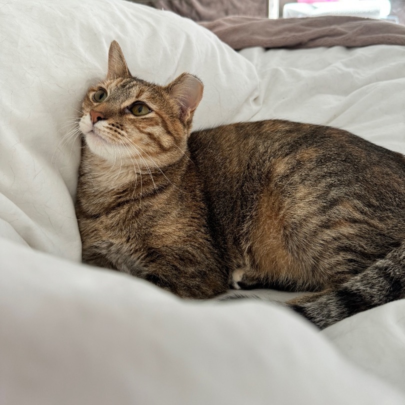 Enlarge Prima, a Adoptable Domestic Short Hair in Los Angeles, CA image 2/6