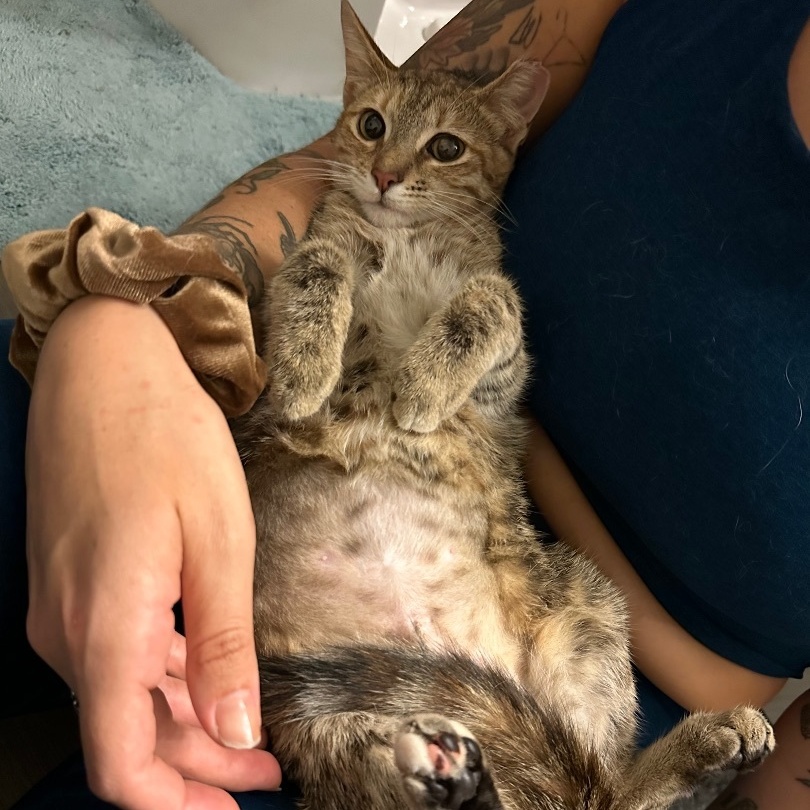 Enlarge Prima, a Adoptable Domestic Short Hair in Los Angeles, CA image 3/6