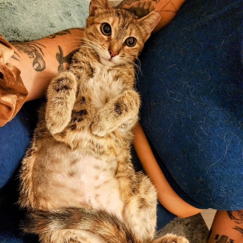 Enlarge Prima, a Adoptable Domestic Short Hair in Los Angeles, CA image 4/6