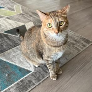 Enlarge Prima, a Adoptable Domestic Short Hair in Los Angeles, CA image 1/6