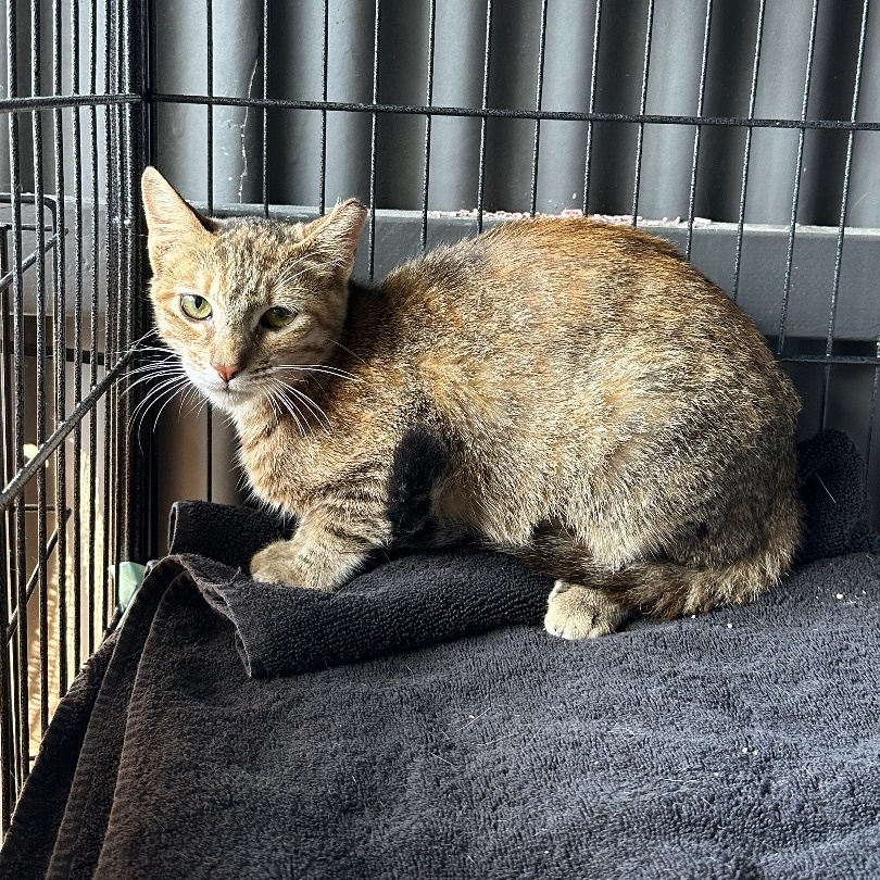 Enlarge Prima, a Adoptable Domestic Short Hair in Los Angeles, CA image 5/6