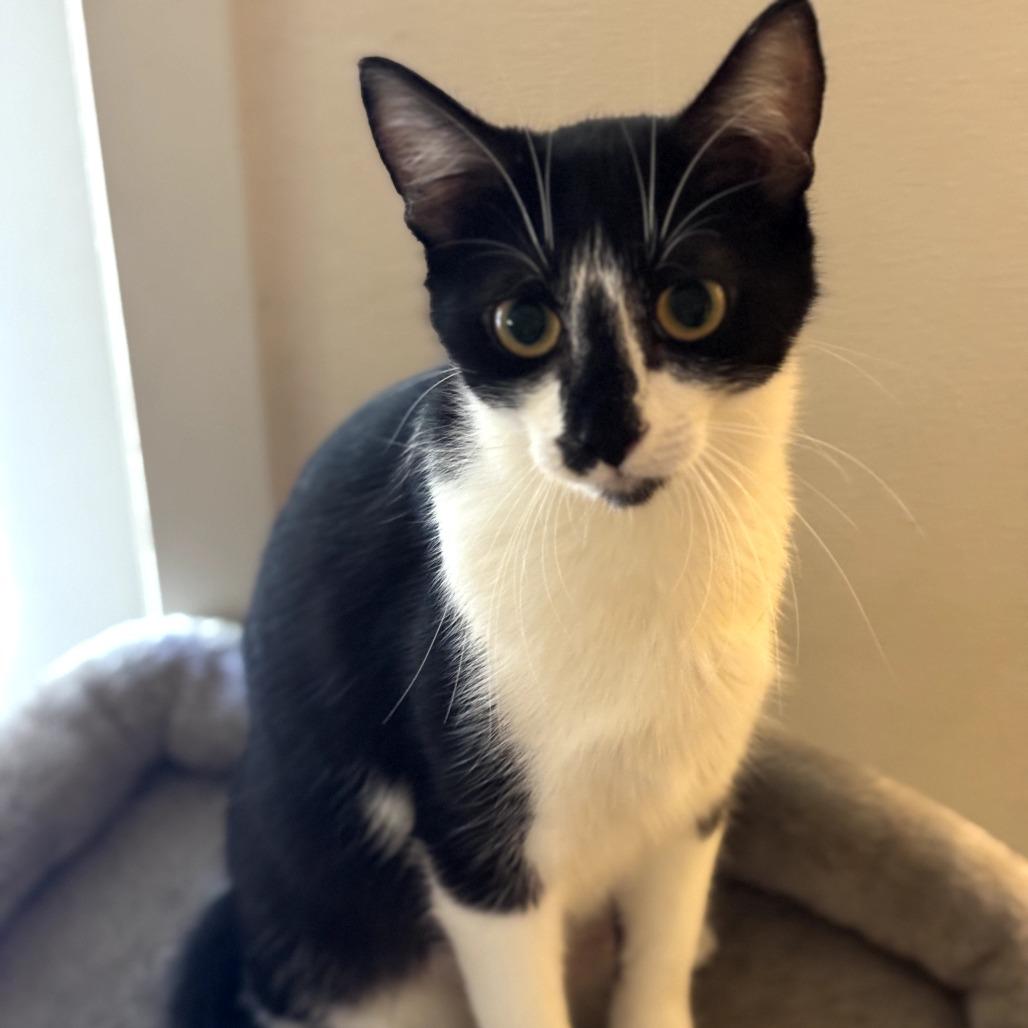 Kira, Adoptable, Young Female Domestic Short Hair.