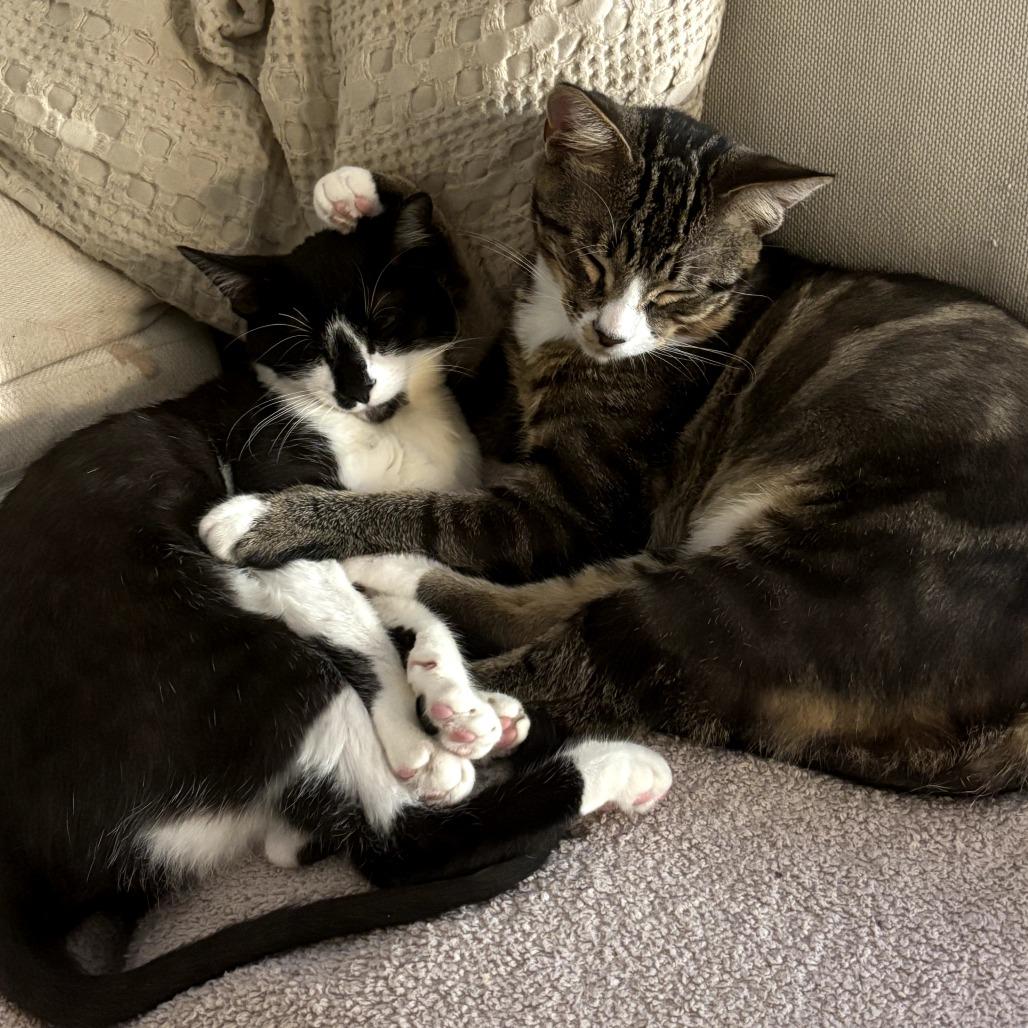 Enlarge Kira, a Adoptable Domestic Short Hair in Long Beach, CA image 2/6