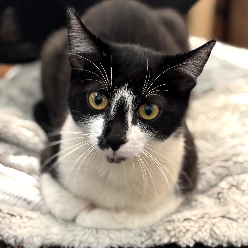 Enlarge Kira, a Adoptable Domestic Short Hair in Long Beach, CA image 3/6