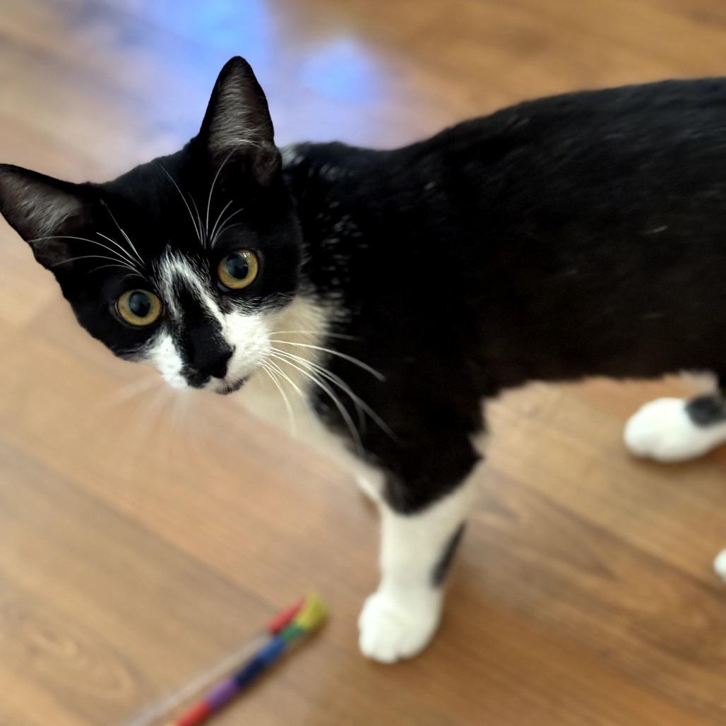 Enlarge Kira, a Adoptable Domestic Short Hair in Long Beach, CA image 4/6