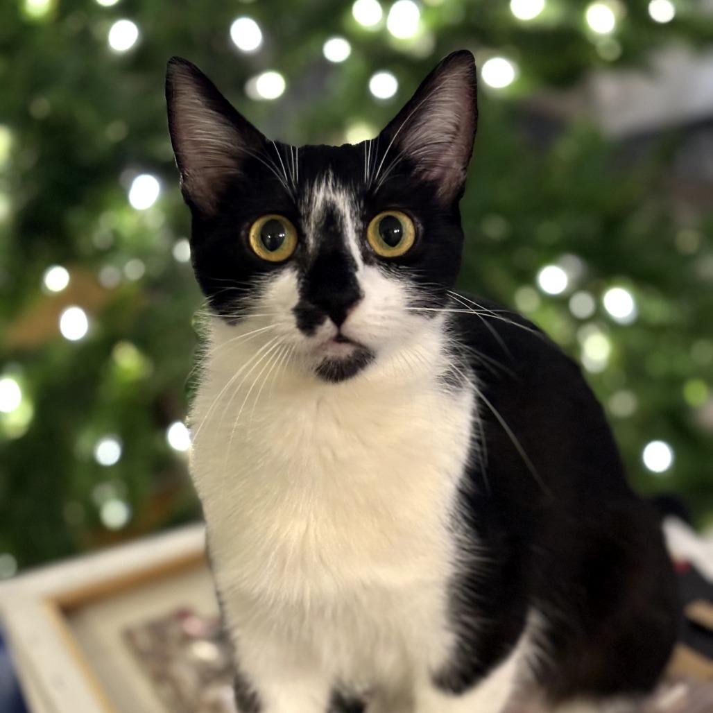 Enlarge Kira, a Adoptable Domestic Short Hair in Long Beach, CA image 5/6