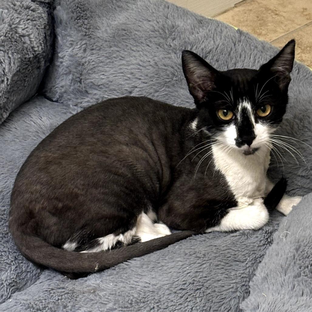 Enlarge Kira, a Adoptable Domestic Short Hair in Long Beach, CA image 6/6