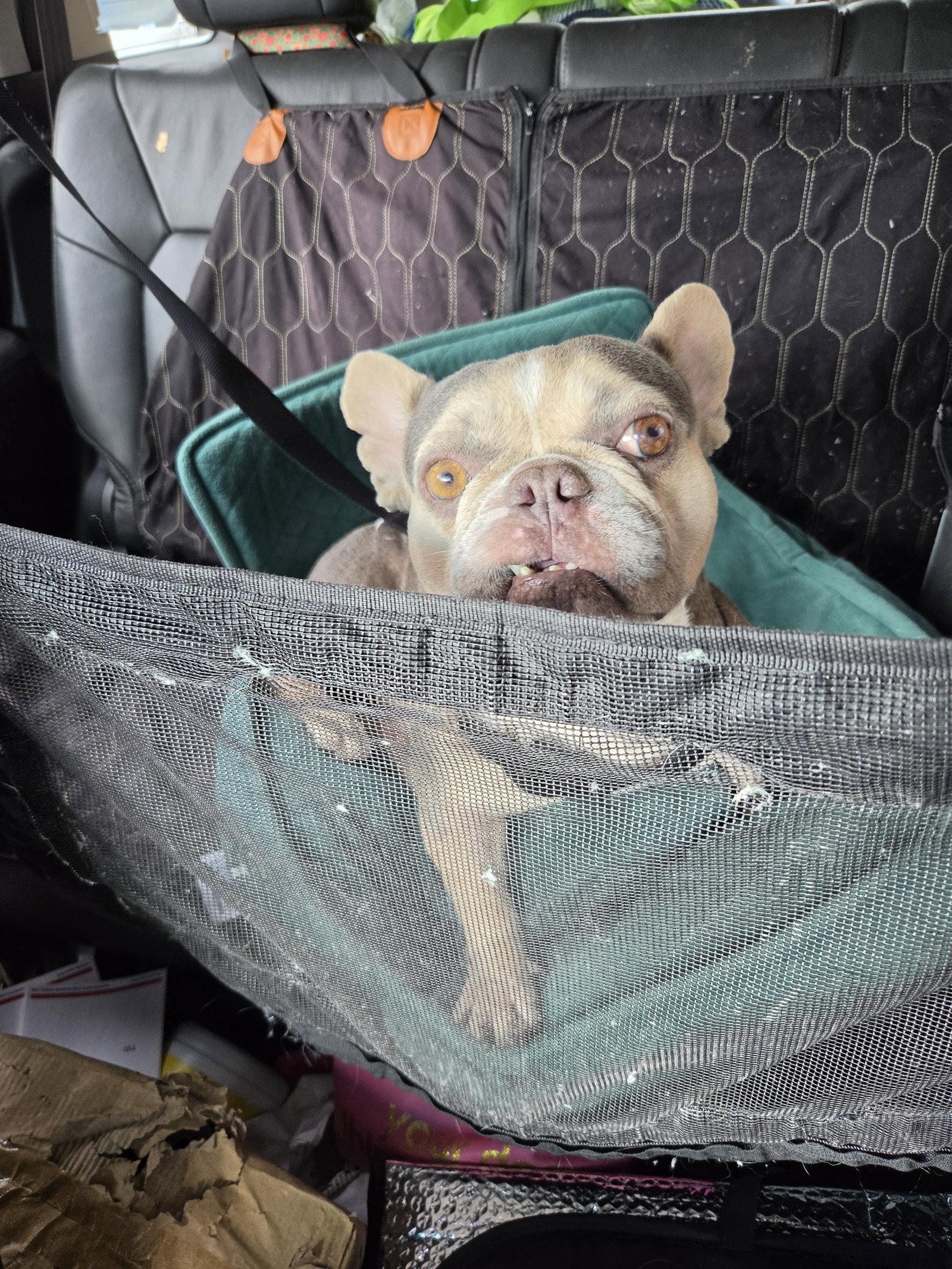 Frankie - M, Adoptable, Young Male French Bulldog.