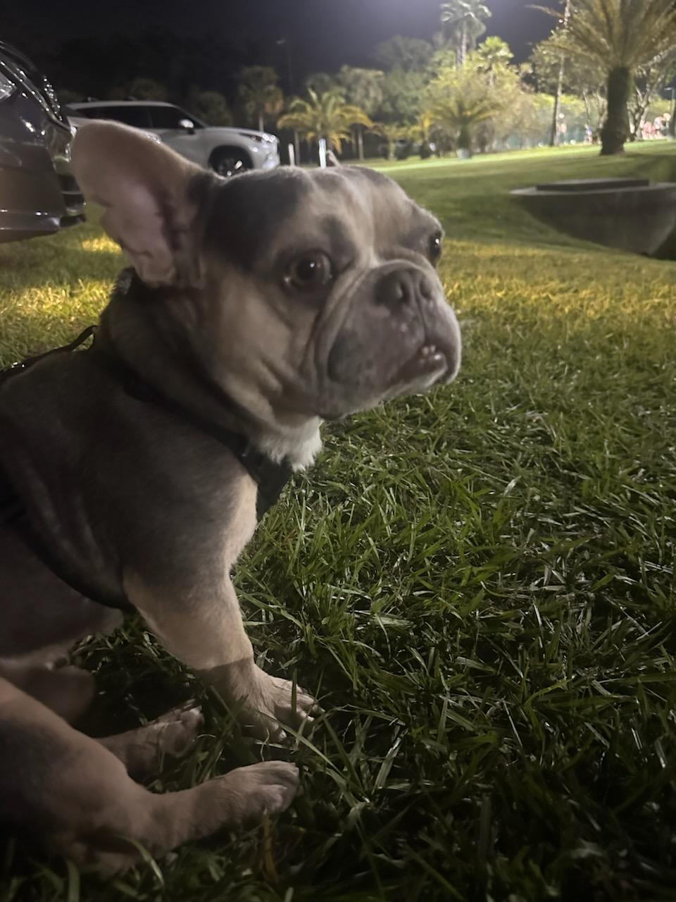 Enlarge Frankie - M, a Adoptable French Bulldog in Tampa, FL image 2/2