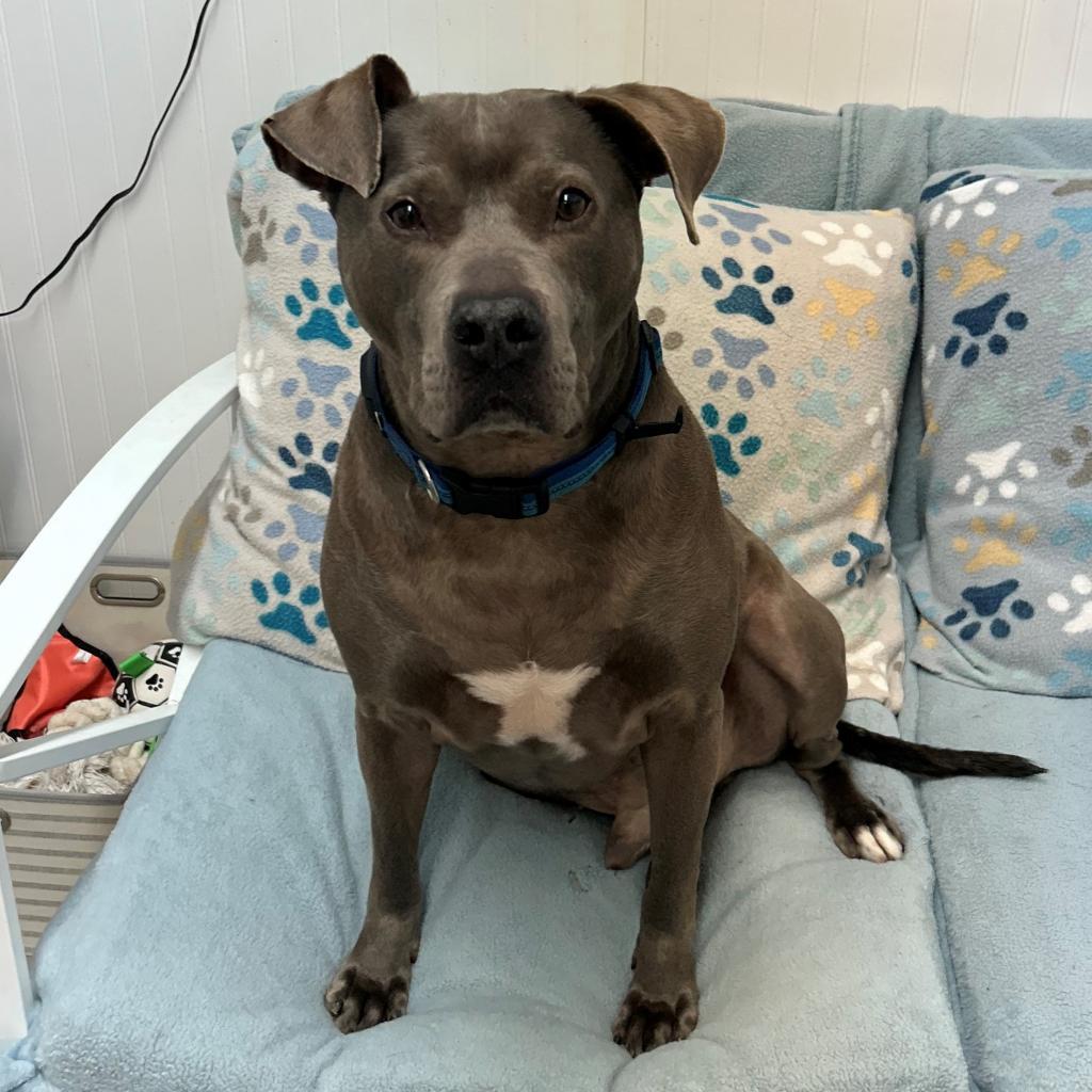 Enlarge Blue, a Adoptable English Bulldog in Falmouth, KY image 1/1