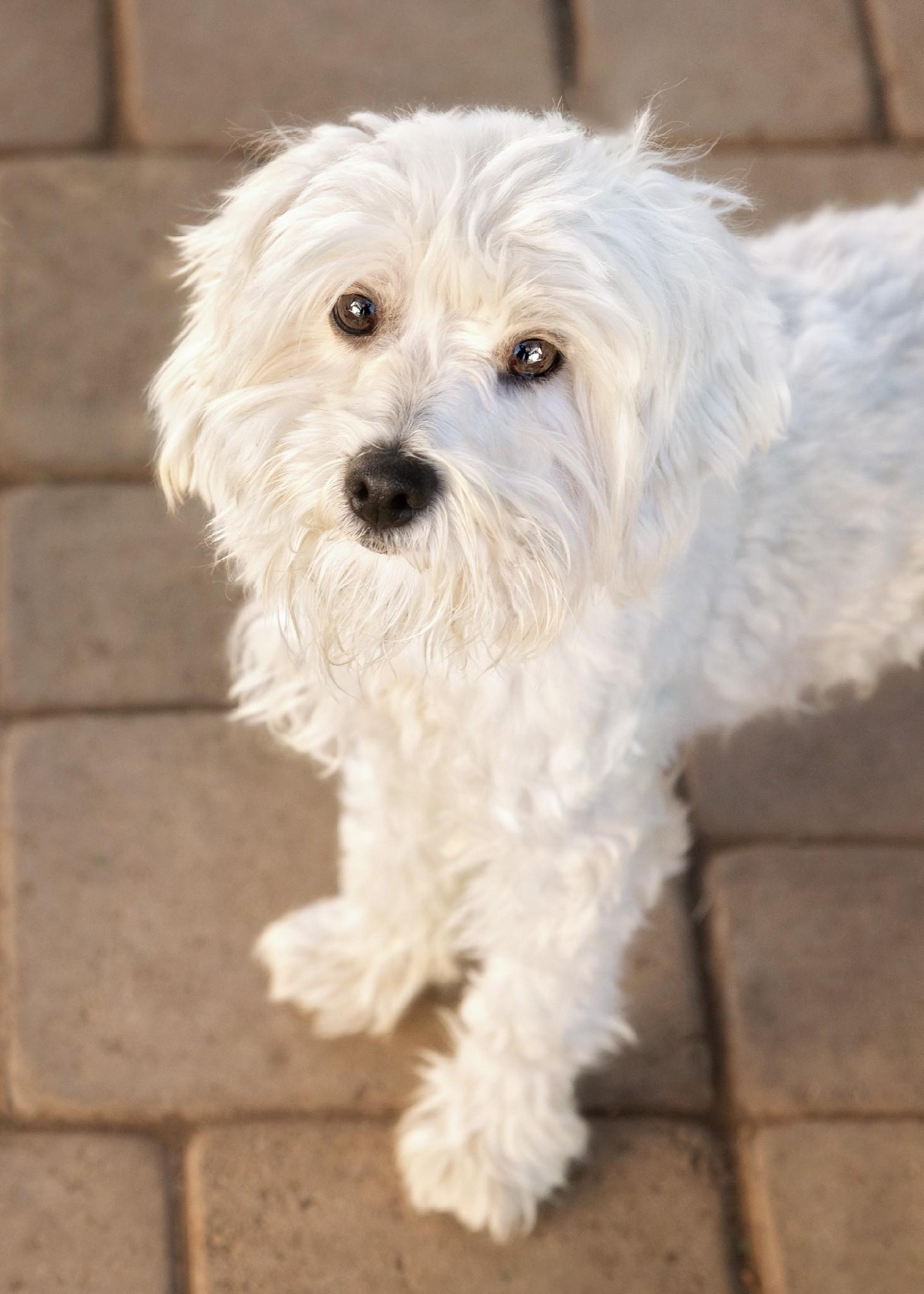 Enlarge Snowball, an adopted mixed breed in El Cajon, CA image 1/2