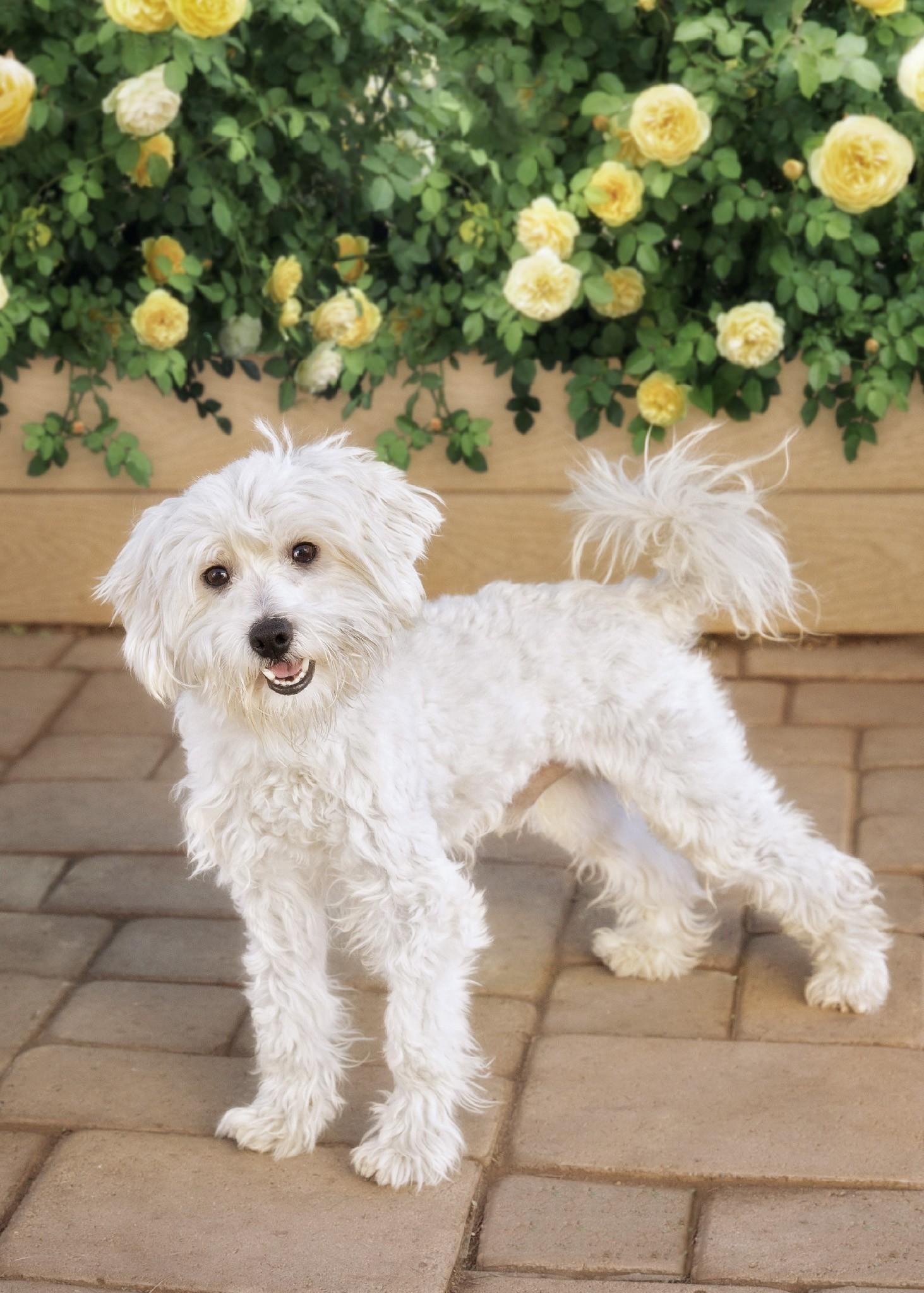 Enlarge Snowball, an adopted mixed breed in El Cajon, CA image 2/2
