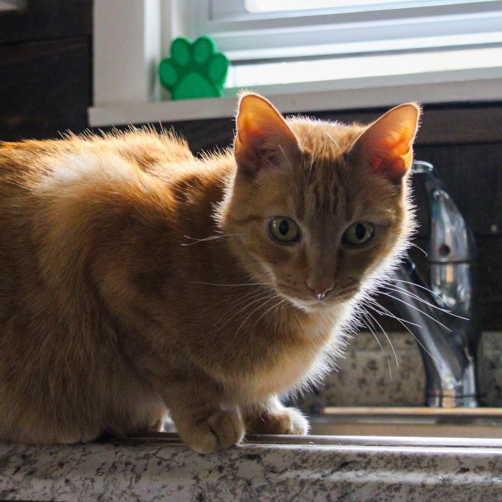 Garfield, Adoptable, Senior Male Domestic Short Hair.