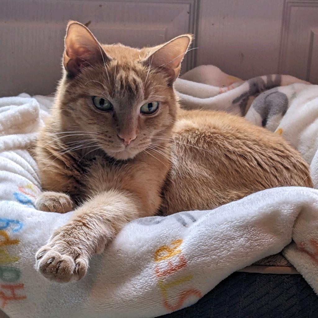 Enlarge Garfield, a Adoptable Domestic Short Hair in Pittsburgh, PA image 2/2