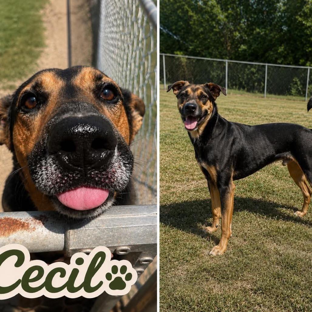 Cecil *, Adoptable, Adult Male Hound & Shepherd.