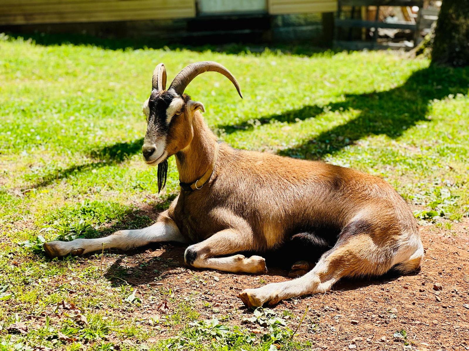 Enlarge Graham & Leif: Not at the shelter, a Adoptable Goat in Rustburg, VA image 1/3