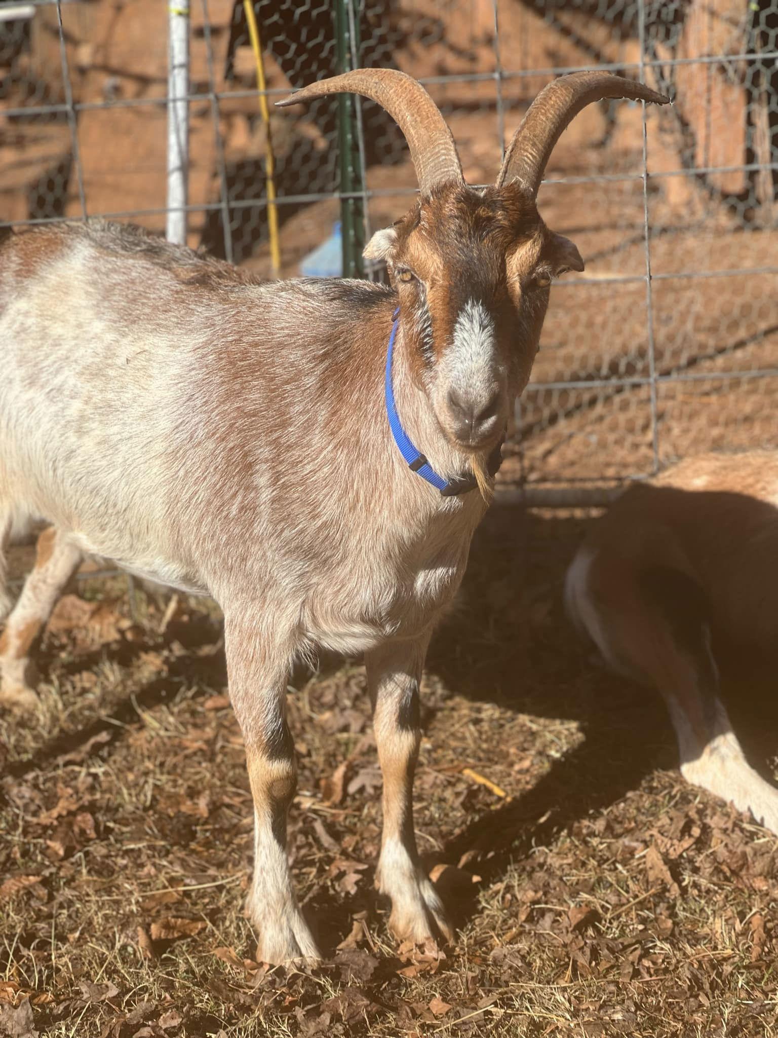 Enlarge Graham & Leif: Not at the shelter, a Adoptable Goat in Rustburg, VA image 2/3