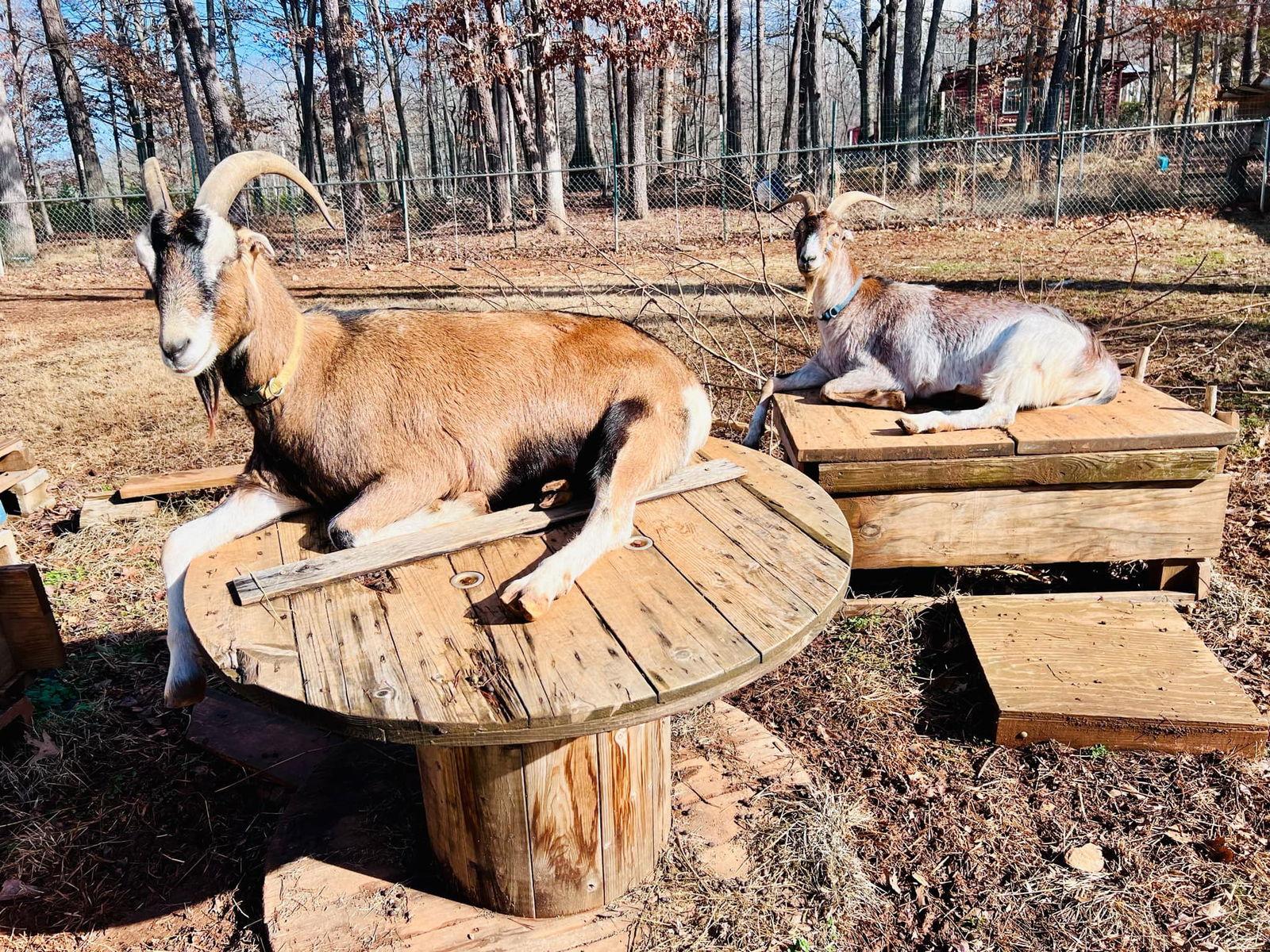 Enlarge Graham & Leif: Not at the shelter, a Adoptable Goat in Rustburg, VA image 3/3