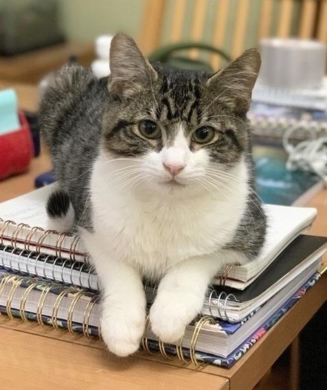 Kyro (aka Kona), Adoptable, Adult Male Domestic Short Hair.