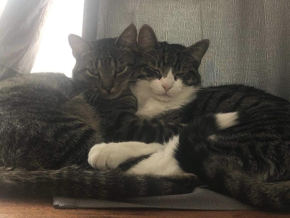 Kyro (aka Kona), a Adoptable Domestic Short Hair in Chicago, IL image 2/6