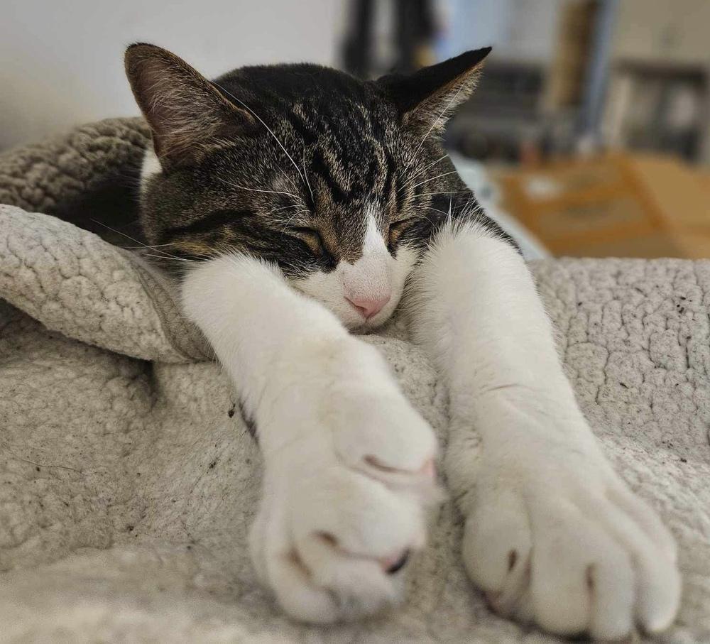 Kyro (aka Kona), a Adoptable Domestic Short Hair in Chicago, IL image 4/6