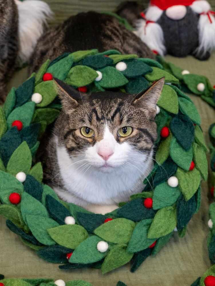 Kyro (aka Kona), a Adoptable Domestic Short Hair in Chicago, IL image 5/6