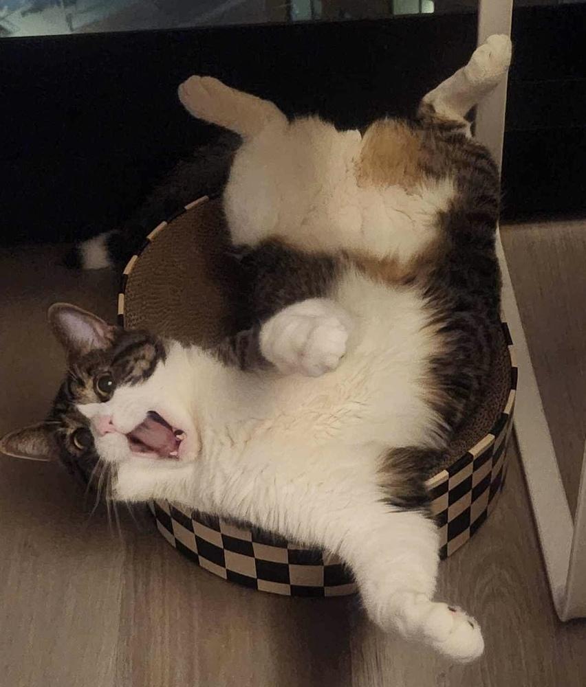 Kyro (aka Kona), a Adoptable Domestic Short Hair in Chicago, IL image 6/6