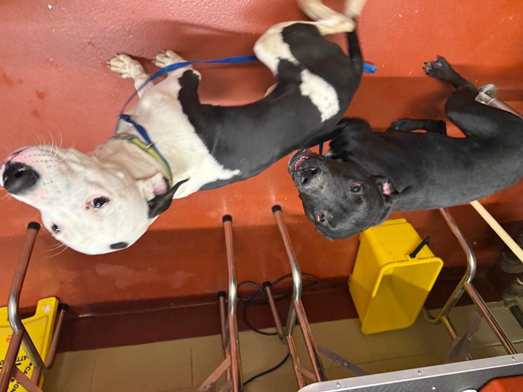 Mars, Adoptable, Young Male Mixed Breed.