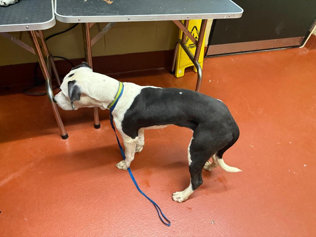 Enlarge Mars, a Adoptable mixed breed in Douglasville, GA image 2/6