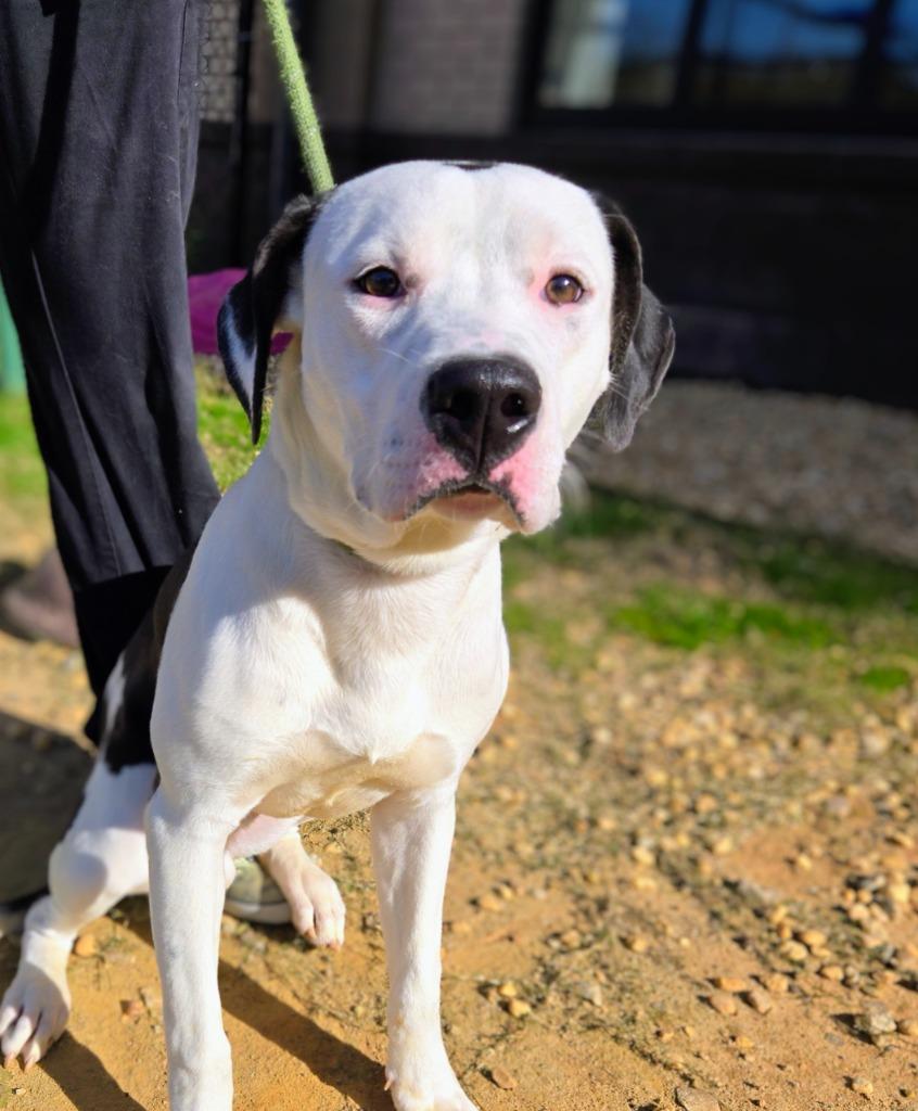 Enlarge Mars, a Adoptable mixed breed in Douglasville, GA image 3/6