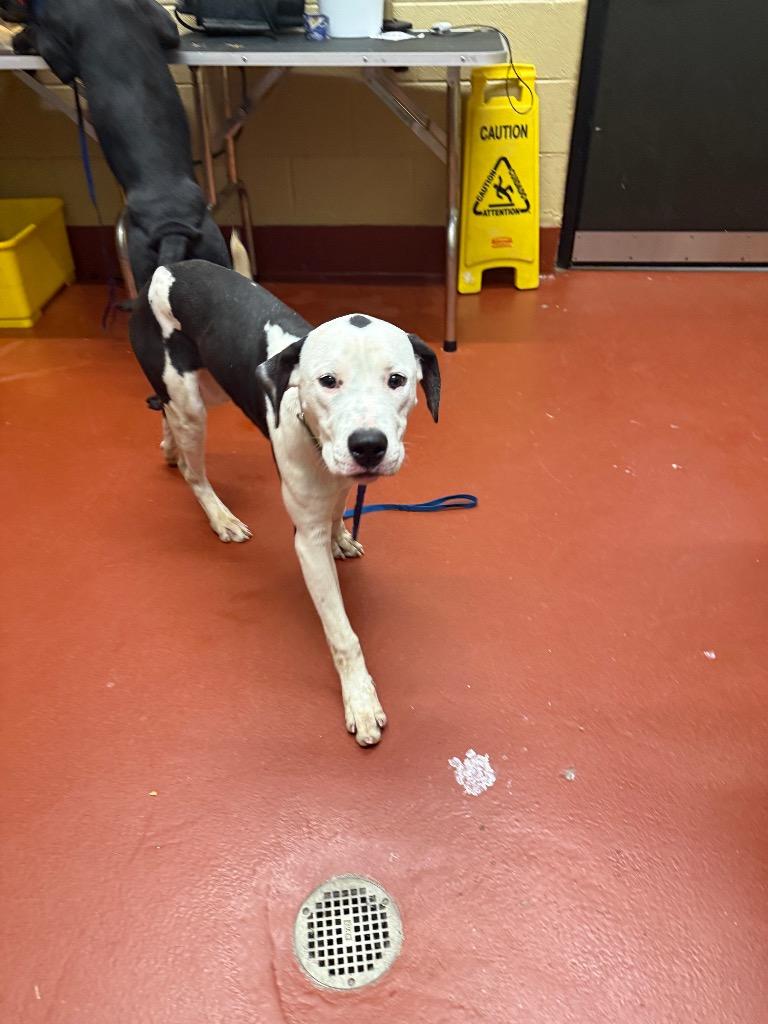 Enlarge Mars, a Adoptable mixed breed in Douglasville, GA image 4/6