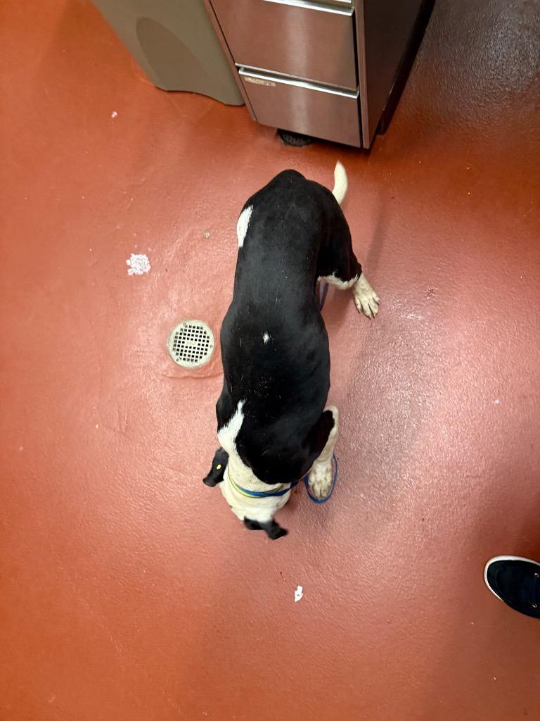 Enlarge Mars, a Adoptable mixed breed in Douglasville, GA image 5/6