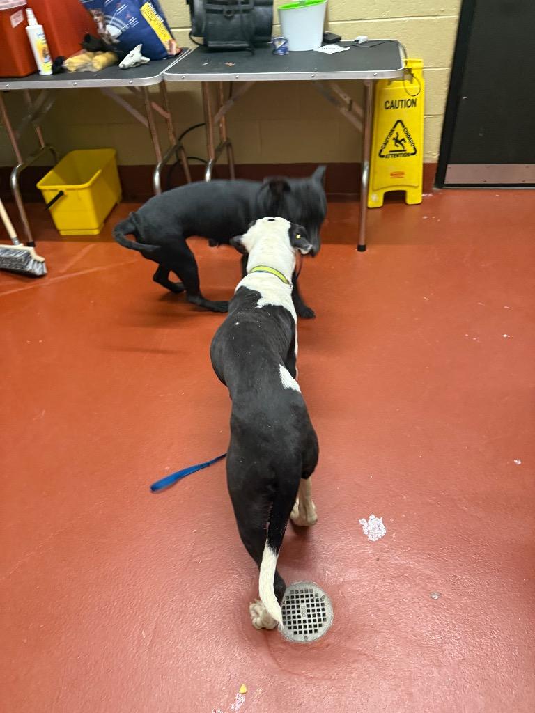 Enlarge Mars, a Adoptable mixed breed in Douglasville, GA image 6/6