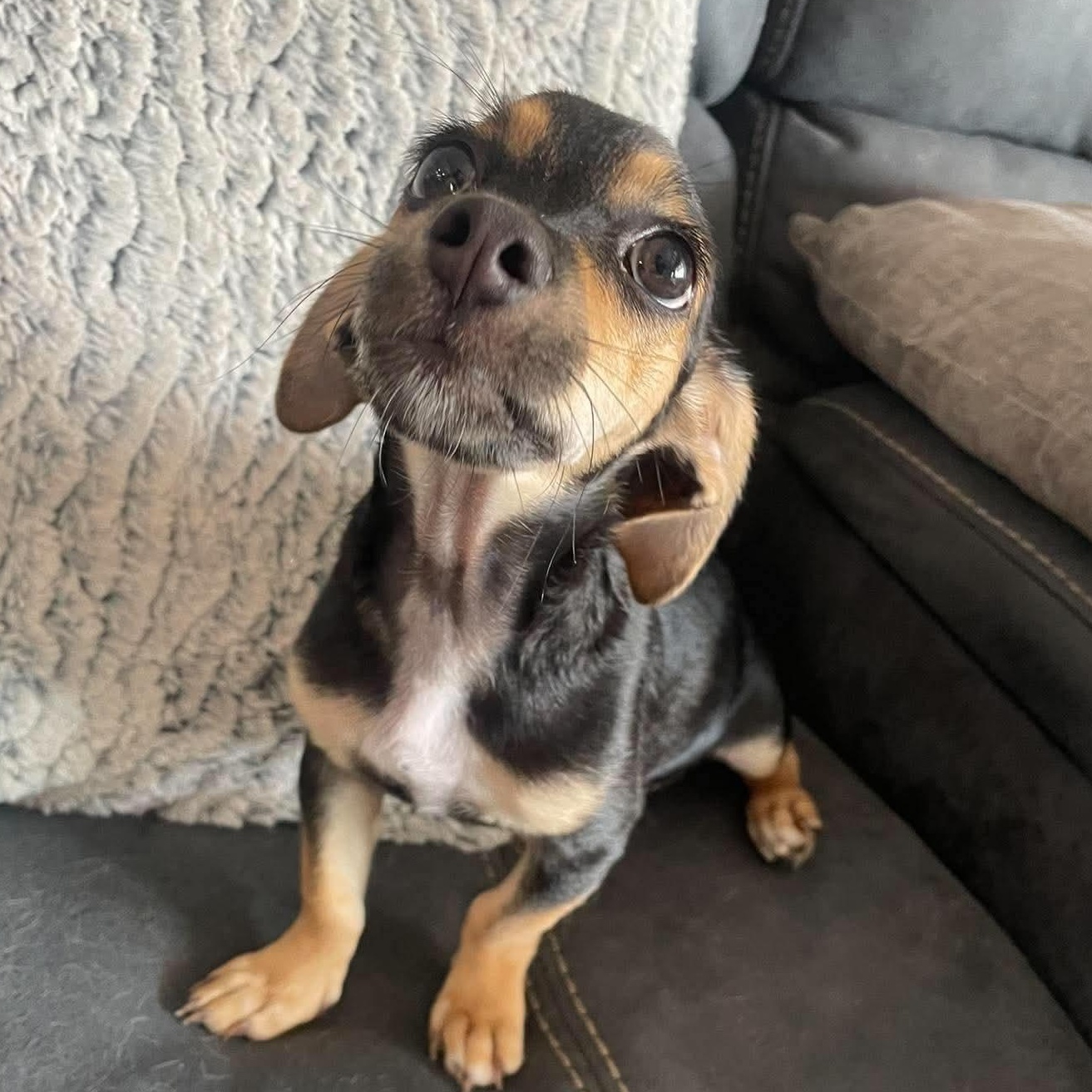 Milo, Adopted, Puppy Male Chiweenie & Miniature Pinscher.