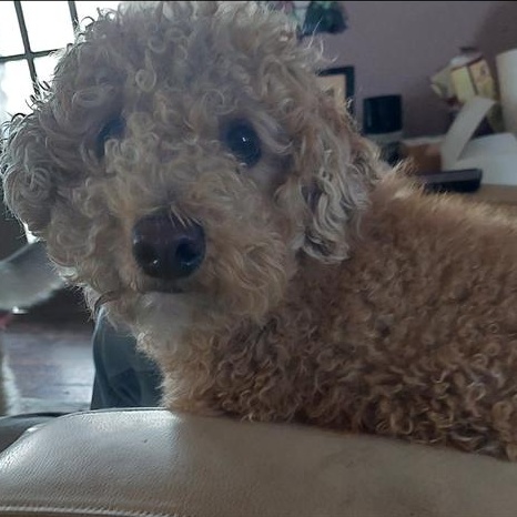 Enlarge Murphy, an adopted mixed breed in Mount Royal, NJ image 1/2