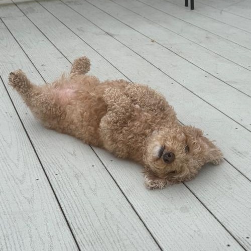 Enlarge Murphy, an adopted mixed breed in Mount Royal, NJ image 2/2