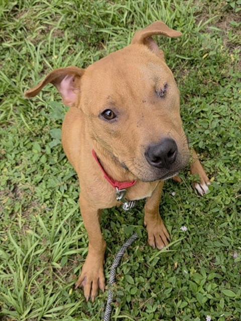 BONO, Adoptable, Young Male American Staffordshire Terrier & Mixed Breed.