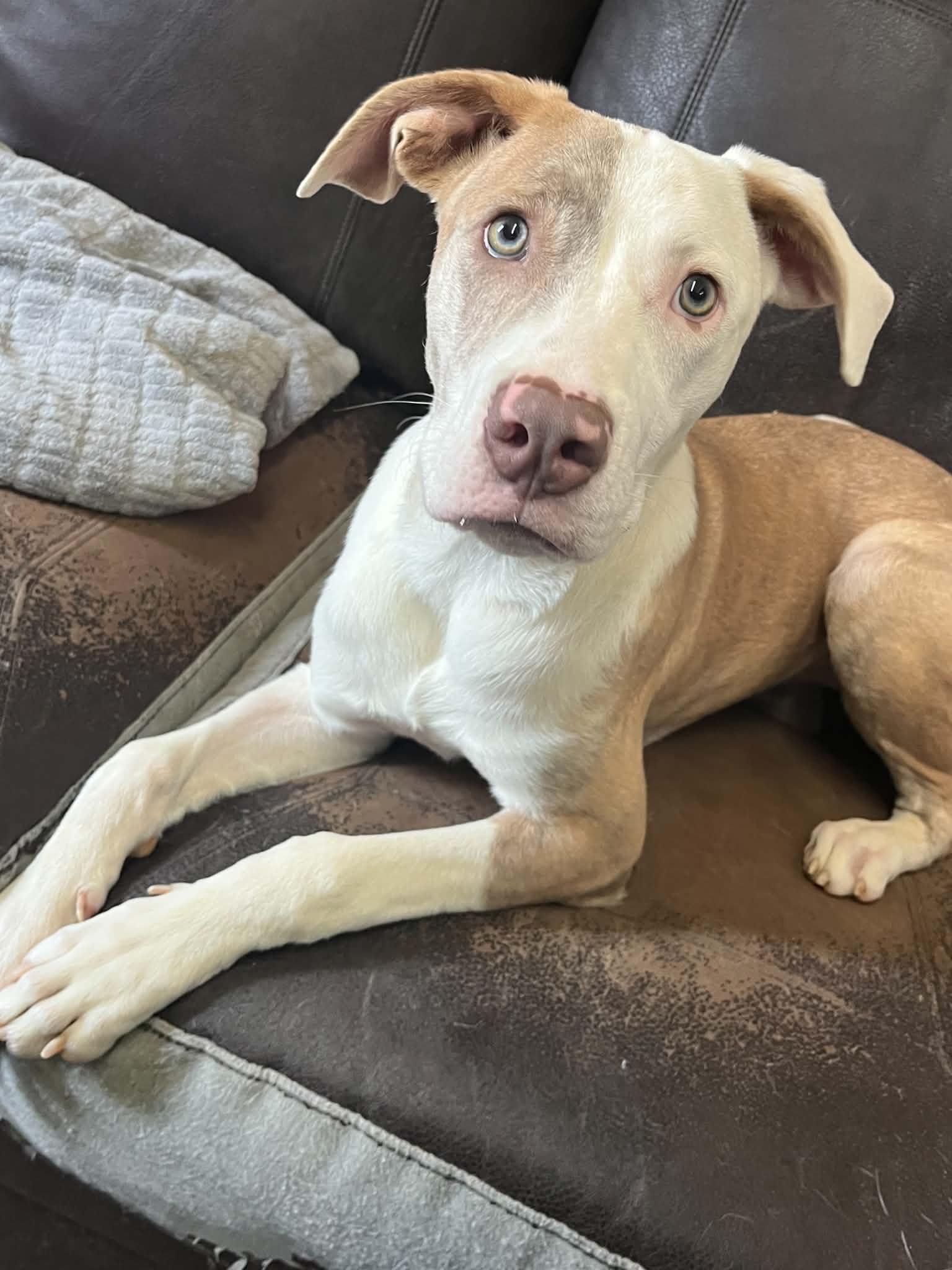 Peekaboo, adoptable, Young Female Pit Bull Terrier & Mixed Breed.