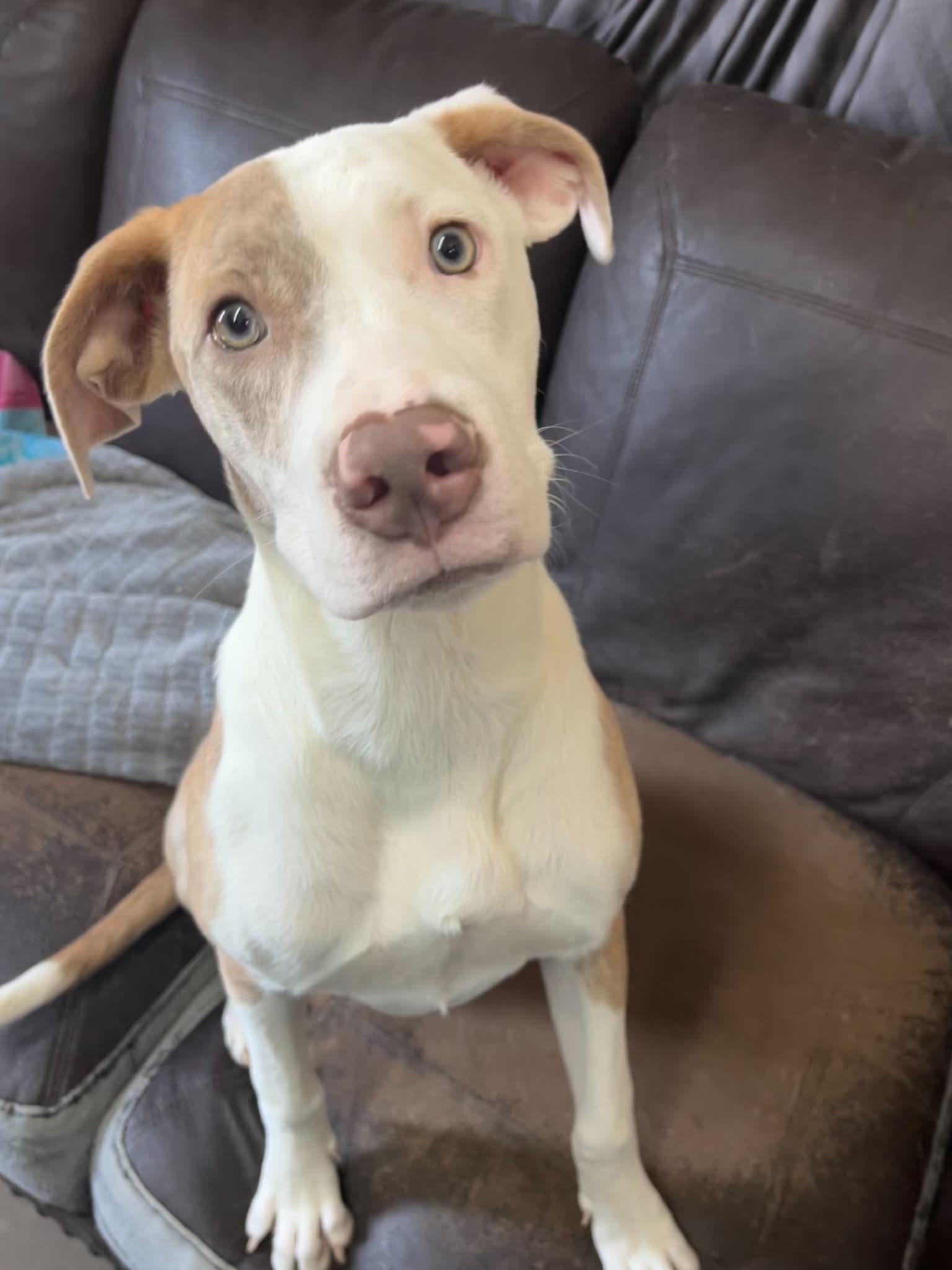 Enlarge Peekaboo, an adoptable mixed breed in Graham, TX image 2/5