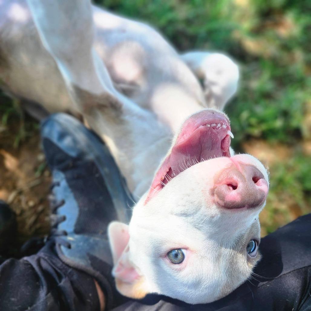 Enlarge Peekaboo, an adoptable mixed breed in Graham, TX image 4/5