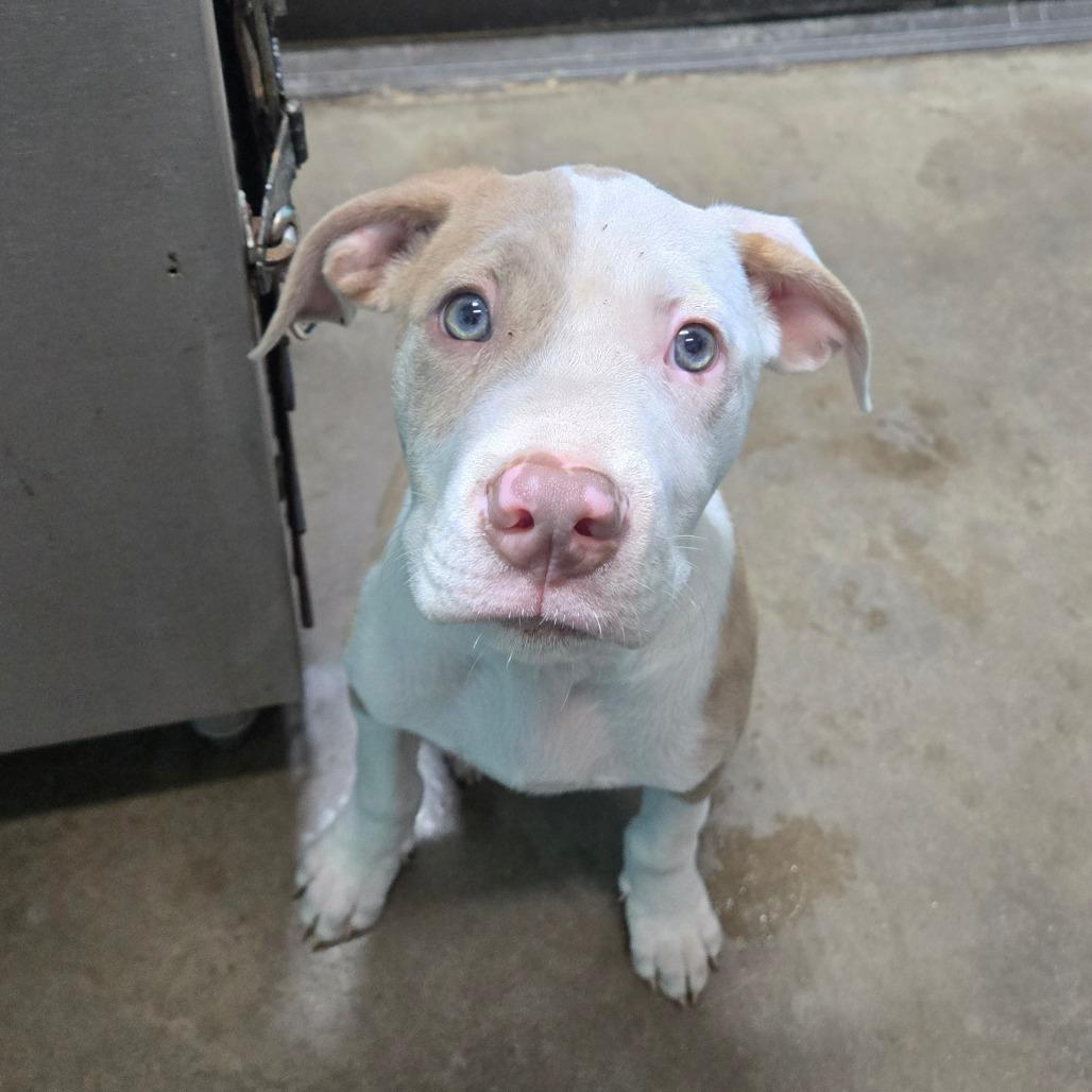 Enlarge Peekaboo, an adoptable mixed breed in Graham, TX image 5/5
