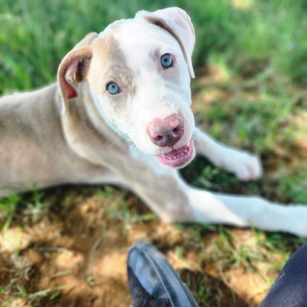 Enlarge Peekaboo, an adoptable mixed breed in Graham, TX image 3/5