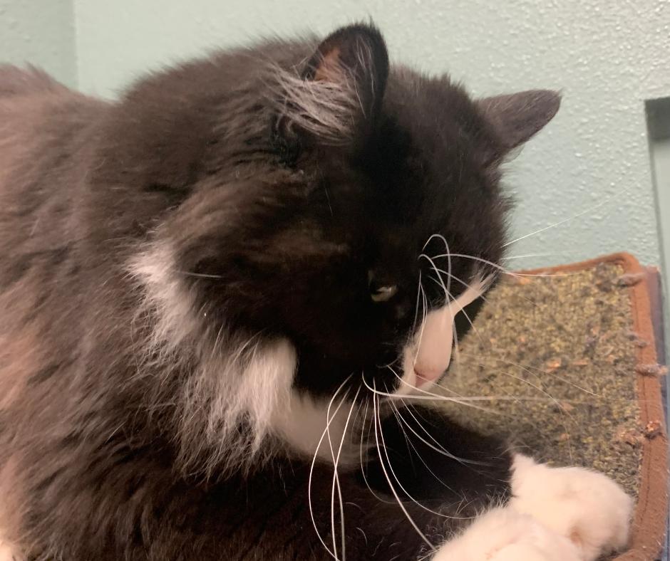 Enlarge Cricket, a Adopted Ragamuffin in Huntington Beach, CA image 2/3