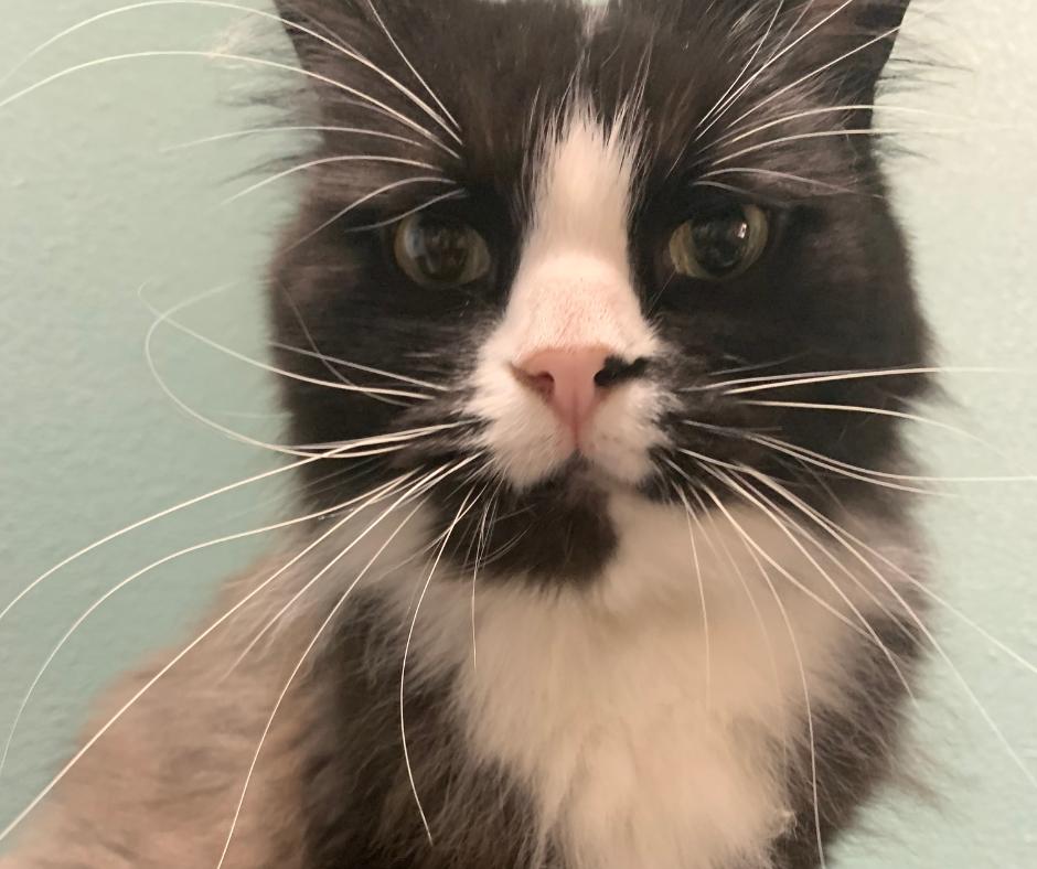 Cricket, Adopted, Senior Female Ragamuffin.