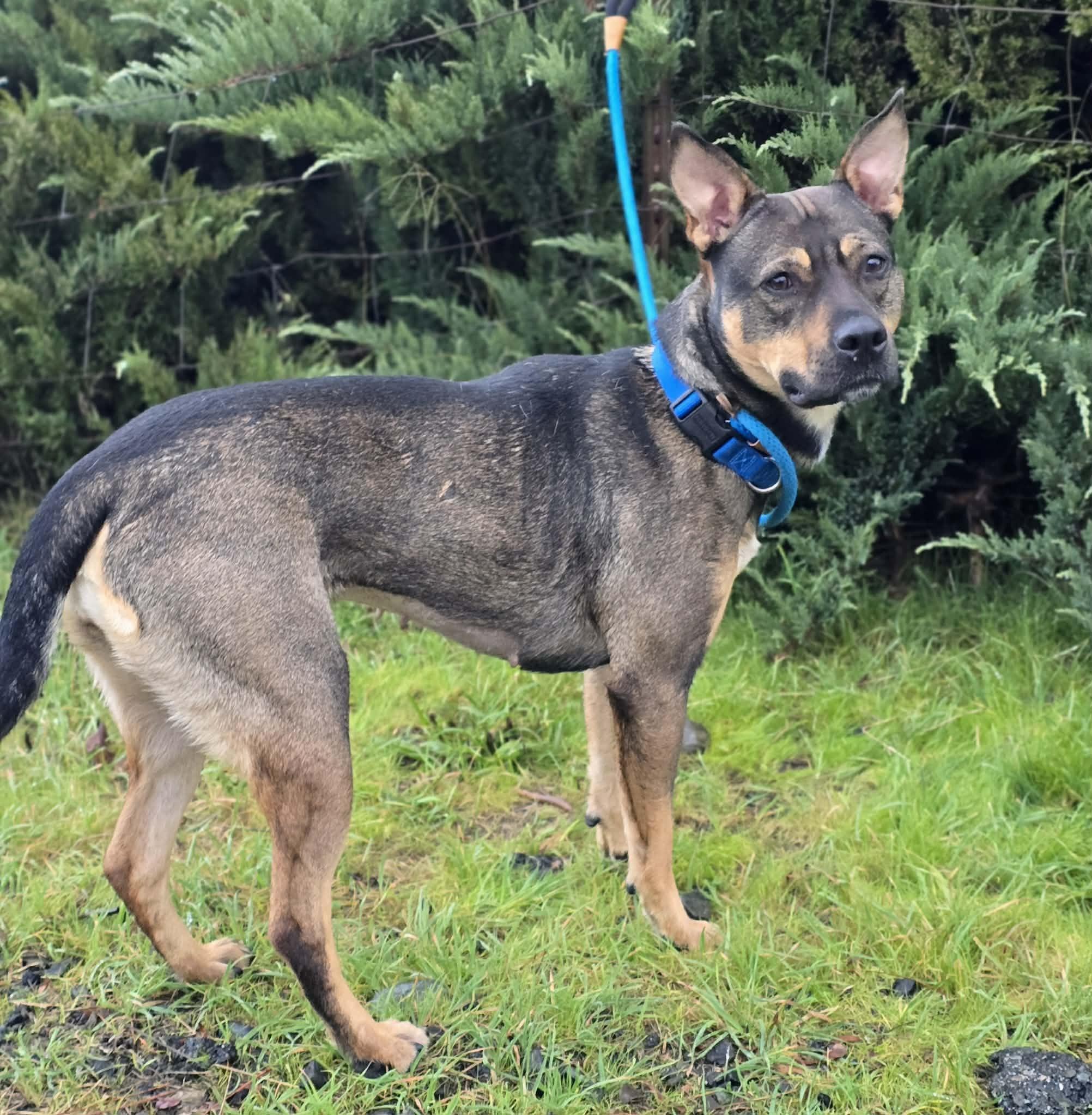 Enlarge Cathy, a ADOPTABLE mixed breed in Grants Pass, OR image 4/4