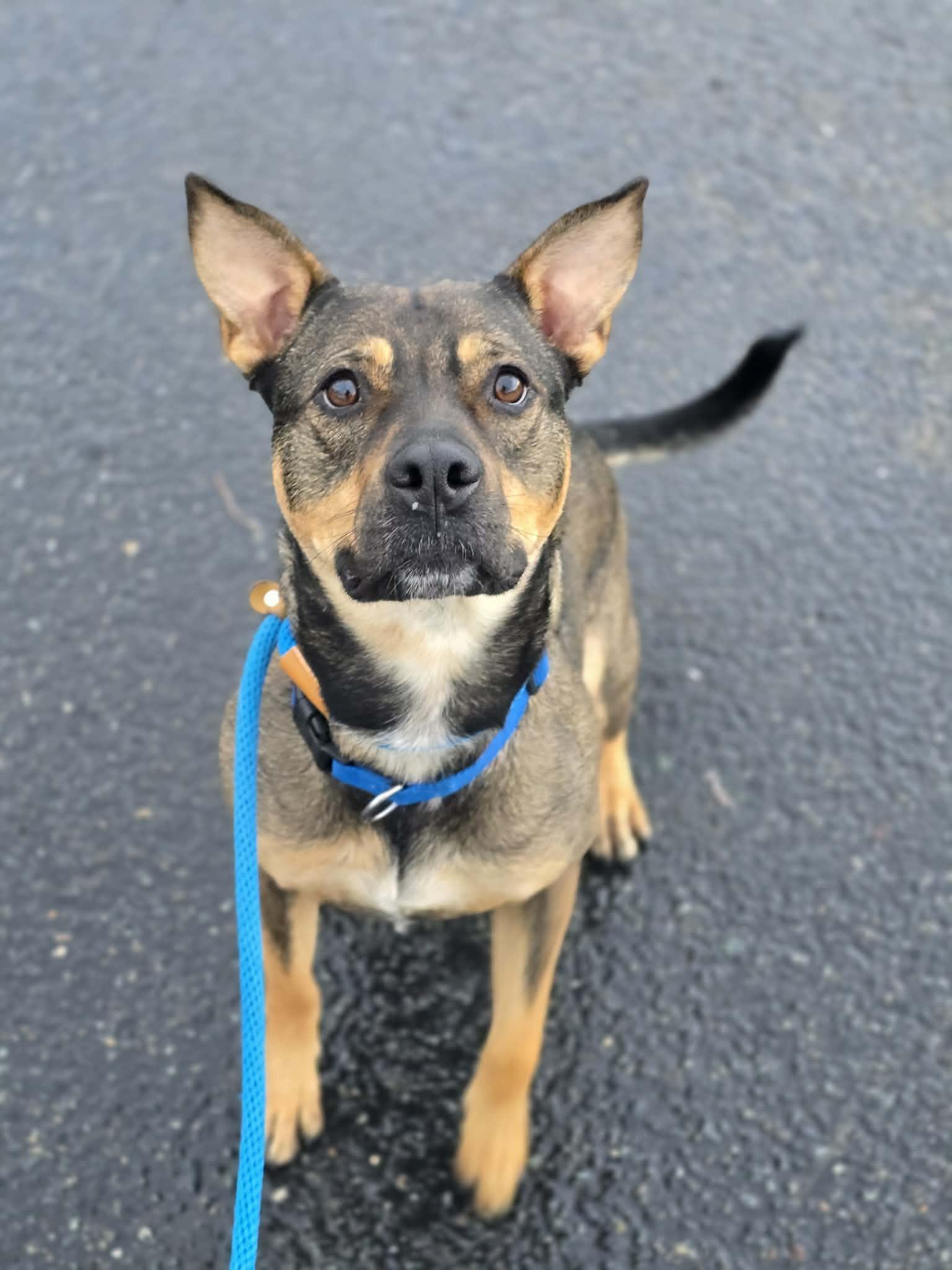 Enlarge Cathy, a ADOPTABLE mixed breed in Grants Pass, OR image 1/4